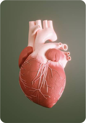 grid5 Image of a heart