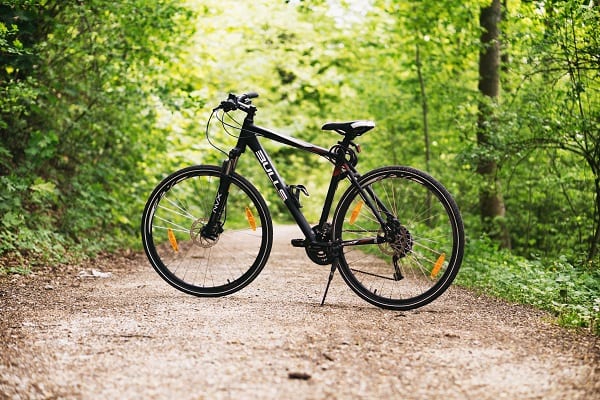 forest-bike-bulls-100582